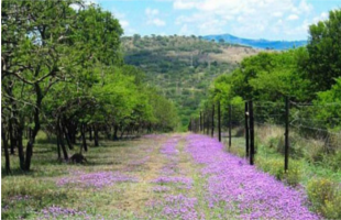 Bisley_Valley_Nature_Reserve